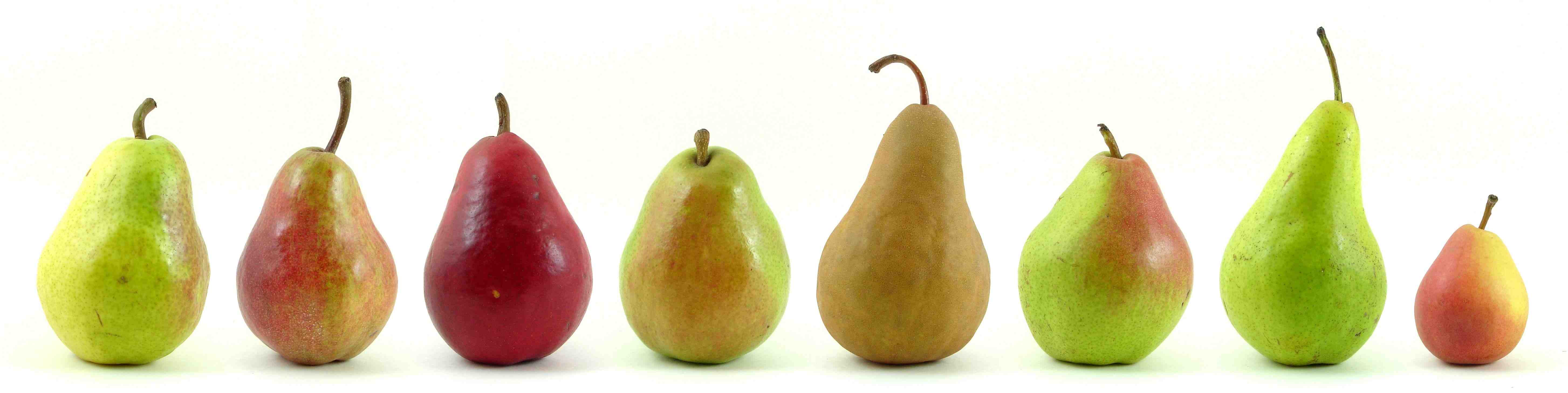 Eight varieties of pears